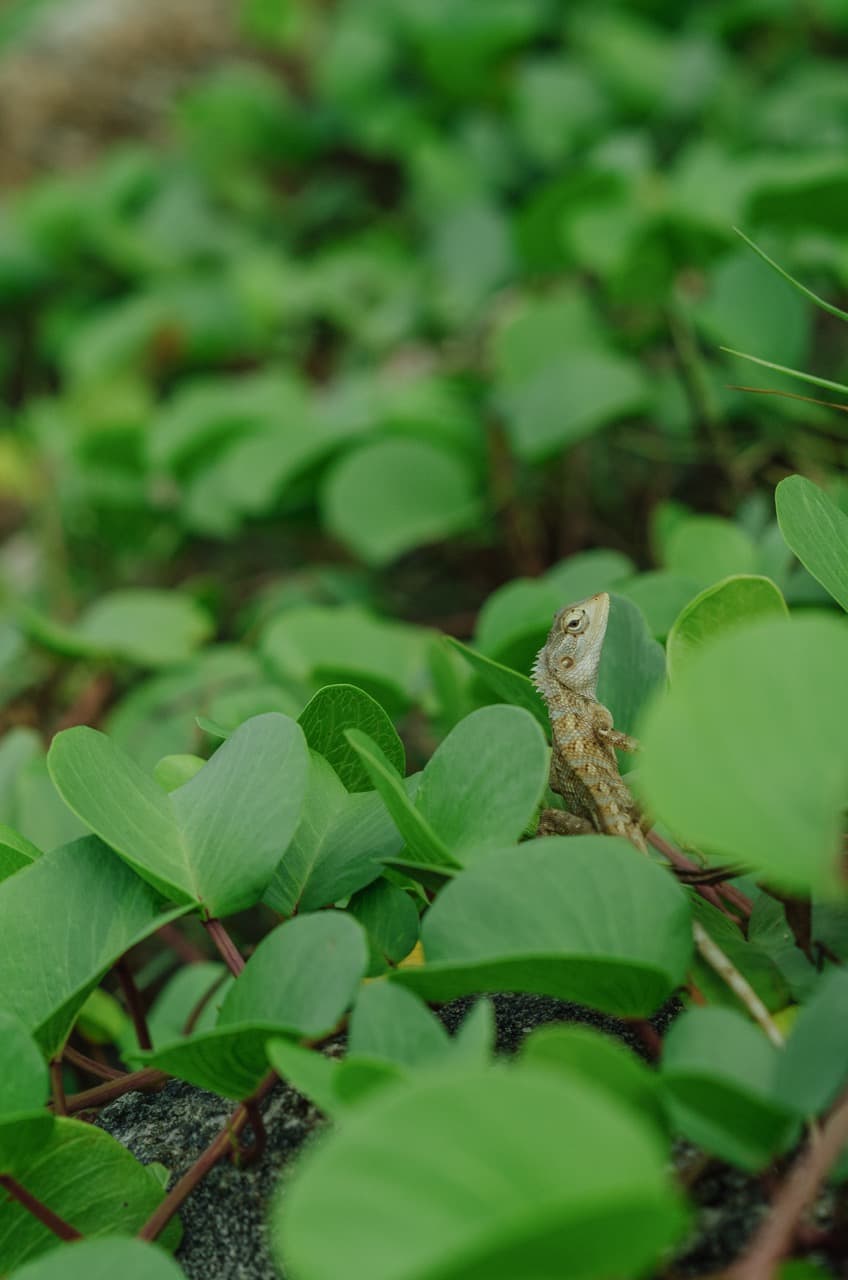 Превью Sri Lanka 2022